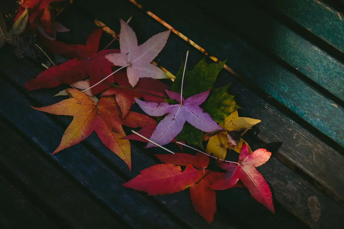 листья, осень, разноцветные, скамейка, темные, коричневые, красные